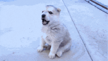 puppy wolf GIF