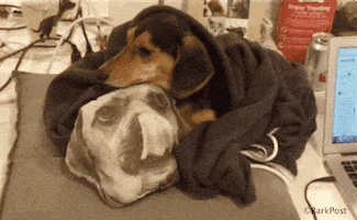 Dog Love GIF by The BarkPost