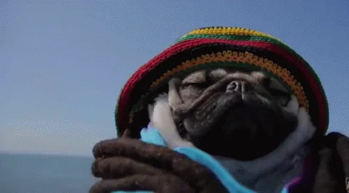 Reggae Rastapug GIF