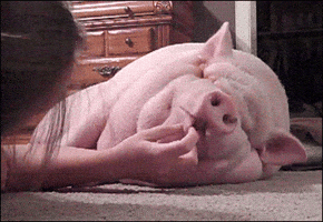 trending GIF