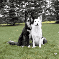 trending GIF