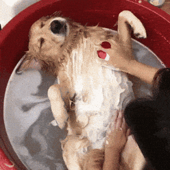 🛁 Bath Time Battles – How Often Should You Really Wash Your Dog?