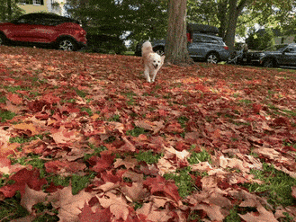 Dog Run GIF