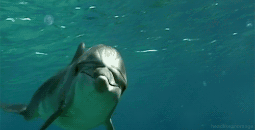 Florida Captain Gets $51K in Fines, Jail Time for Slaughtering Dolphins with Children Onboard 🐬