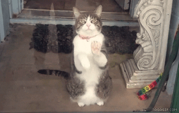 let me out kitten GIF
