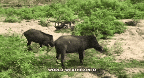 From Pig Sting to Standoff: Michigan's Fight Against Feral Swine is Bringing the Heat 🐗