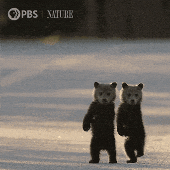 Baby Animal Bear GIF by Nature on PBS