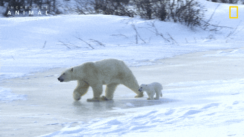 THE ARCHETYPAL ARCTIC: A FRONTIER ANALYSIS