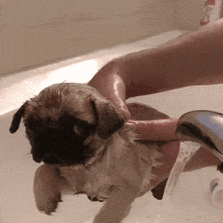 Aww Pug GIF