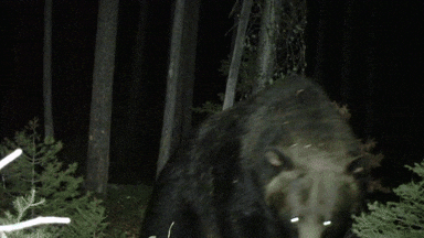 Mushroom Hunters Shoot and Kill Charging Grizzly in Montana 🍄‍🟫
