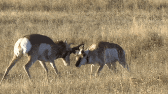 A Dozen Antelope Illegally Killed in Alleged Mass Thrill Killing in Wyoming