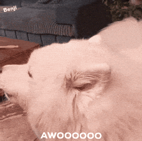 Dog Barking GIF
