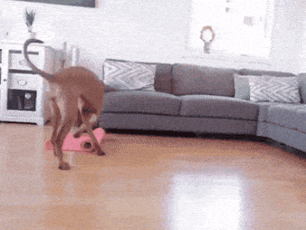 Dog Yoga GIF