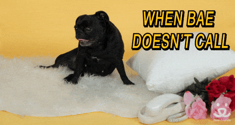 Valentines Day Love GIF by Best Friends Animal Society