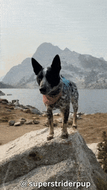 Cattle Dog GIF by Geekster Pets