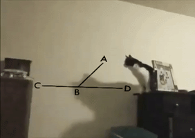 cat fail GIF