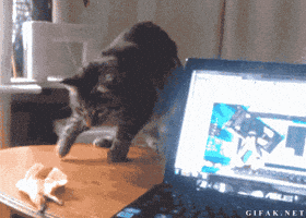 scared cat GIF
