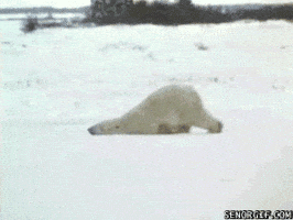 Polar Bear Snow GIF