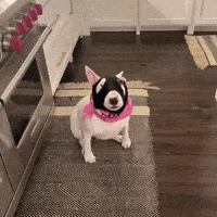 Bull Terrier Dawg GIF