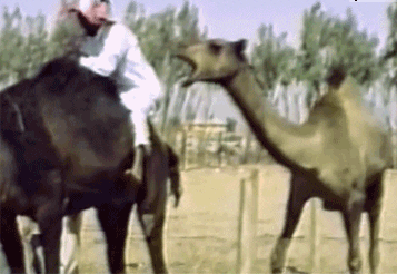 Giphy - Camel Fail GIF