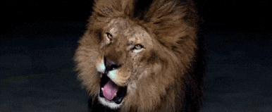 Giphy - lion GIF