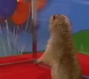 Giphy - Dramatic Chipmunk What GIF