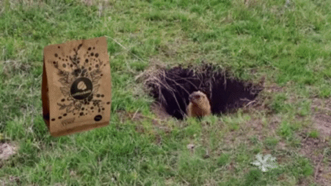 Giphy - Murmeltier GIF by coffeekult