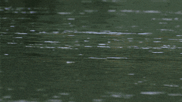 wild animals hippo GIF by PBS