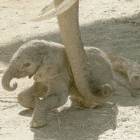 Happy Wake Up GIF by San Diego Zoo Wildlife Alliance