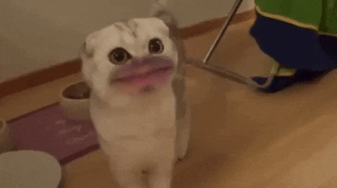 Random cat gif