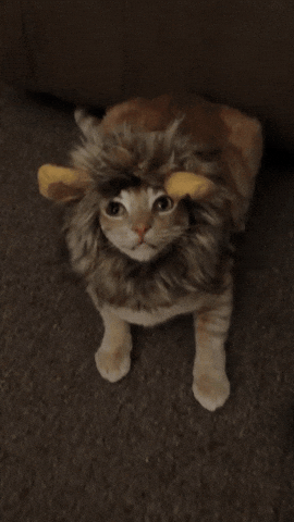Random cat gif