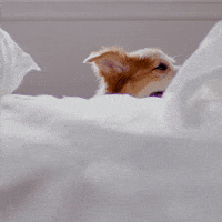Good Morning Hello GIF by Hill's Pet Nutrition's Pet Nutrition