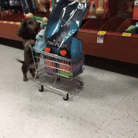 Dog Food Puppy GIF Dog Food Puppy GIF