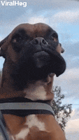 Boxer Enjoys Breeze Through Cheeks And Eyelids GIF by ViralHog