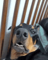 Tired Dog GIF Tired Dog GIF