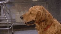 Melting Hot Dog GIF