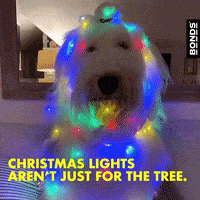 Dog Christmas GIF by Bonds Aus