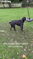 Dog GIF by ViralHog