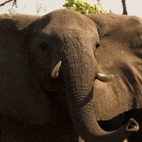 Pbs Nature Africa GIF by Nature on PBS