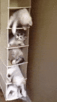 International Cat Day Fighting GIF