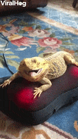 Bearded Dragon Enjoys Back Massager GIF by ViralHog