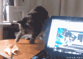 scared cat GIF scared cat GIF