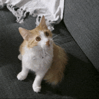 Cats Reaction GIF by Hill's Pet Nutrition EMEA's Pet Nutrition EMEA Cats Reaction GIF by Hill's Pet Nutrition EMEA's Pet Nutrition EMEA