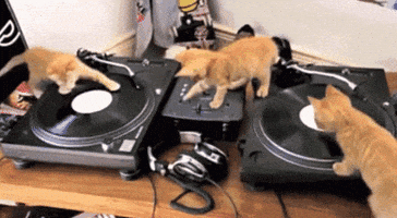 Cat Dj GIF Cat Dj GIF