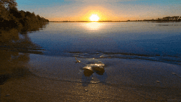 water beach GIF by Living Stills