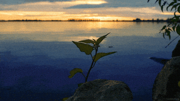water rock GIF by Living Stills