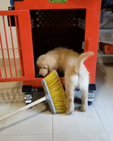 struggling golden retriever GIF by Impact Dog Crates