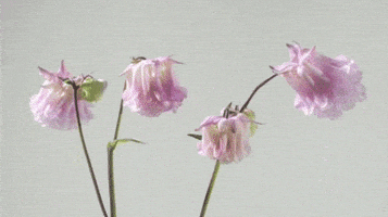 Pink Flower Flowers Gif GIF