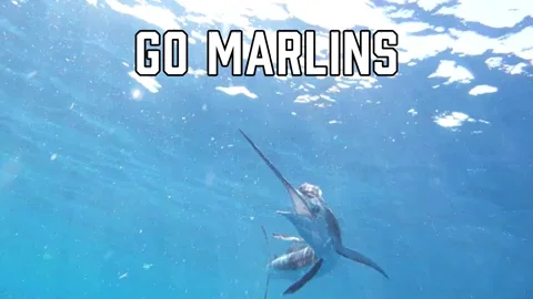 Miami Marlins Sport GIF