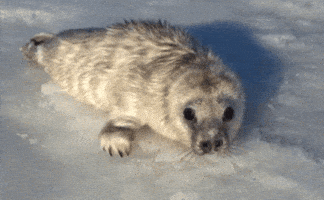 seal GIF
